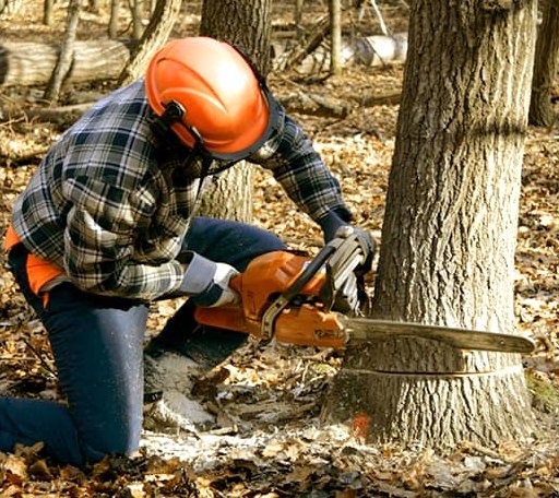 Tree Removal in Cotuit, MA